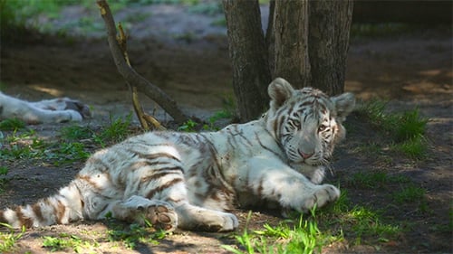 Tiger Cubs