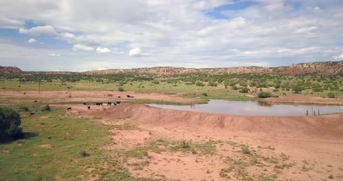 Cattle near a small pool of water on the landscape