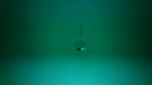 3D Submarine Underwater Exploration and Torpedo Launch