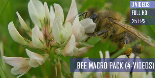 Bee Pollinating White Clover Flower in Rural Setting