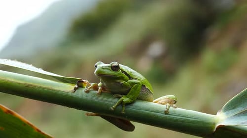 The green tree frog sitting on a branch