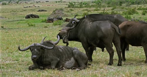 Afrikanischer Büffel, Syncerus Caffer, Masai Mara Park in Kenia, Echtzeit 4K