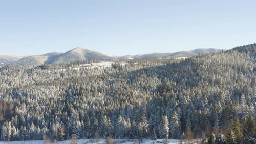 Aerial view of forest covered with Snow