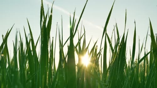 Sun's Rays Make Their Way Through the Green Grass with Dew Drops on a Summer Morning on the Rassevet