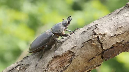 Female of Lucanus cervus beetle on tree branch 4K 2160p UltraHD footage - Stag beetle female insect