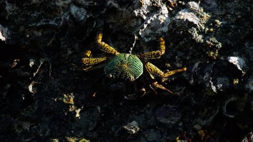 Crab on the Rock at the Beach
