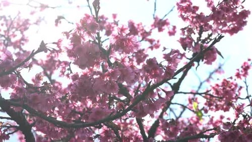 Kirschblüte mit Sonnenlicht