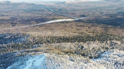 Coniferous Forest On Sunny Winter Day