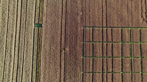 Flying Over a Field of Wheat