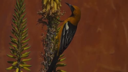 Hooded Oriole Bird Icterus Cucullatus Perched on Tree Branch