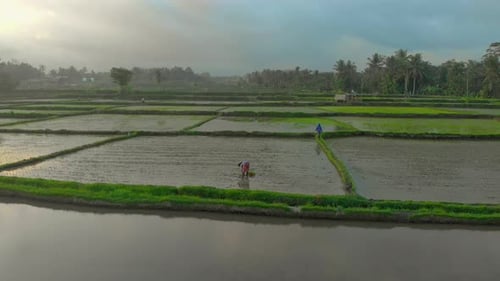 Aerial Shot of Farmers Planting Rice on a Big Rice Field. Travell To Asia Concept.