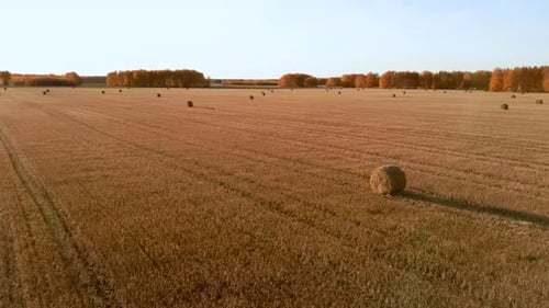 Aerial View rola palheiros palha no campo colhendo trigo