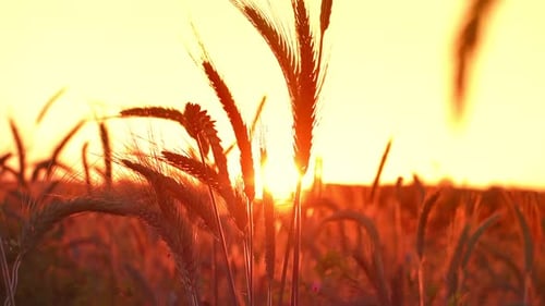Golden Wheat Field at Warm Sunset