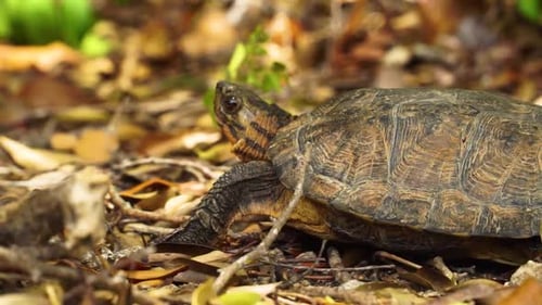 Wilde Schildkröte kriecht auf trockenem Laubboden und erkundet die Umgebung hautnah