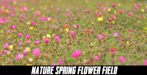 The Flower Field ( 5 pack )