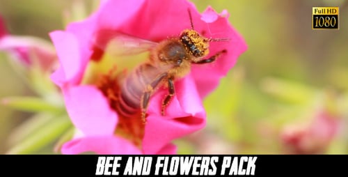 Bee Gathers Pollen in Pink Flower Close Up