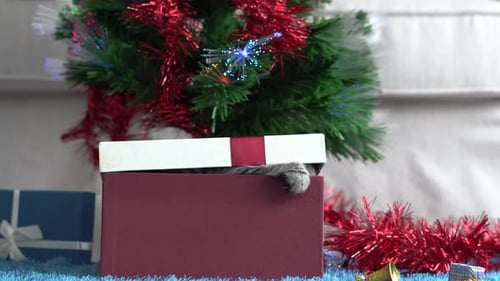 Kitten Pounces from Christmas Gift