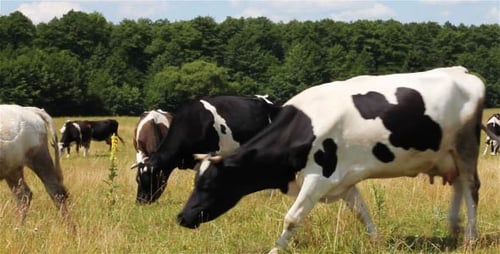 Cows Grazing Peacefully in Summer Meadow