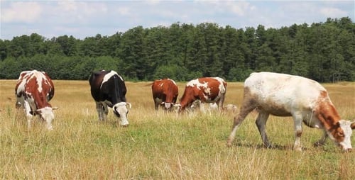 Cows Grazing Peacefully in a Rural Field