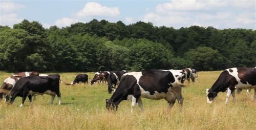 Cows Graze Peacefully in Sunny Rural Pasture