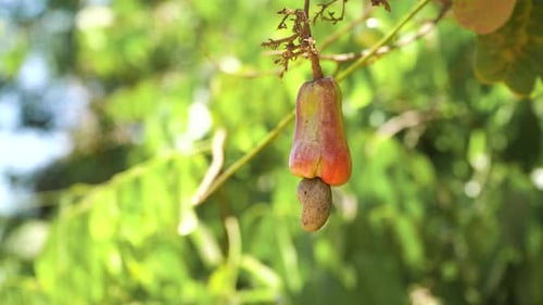 Nut Tree Cashew Growing Nuts