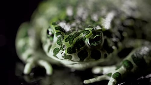 Close Up of Green Spotted Frog Squatting