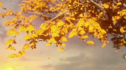 Autumn Tree Leaves Sky Background