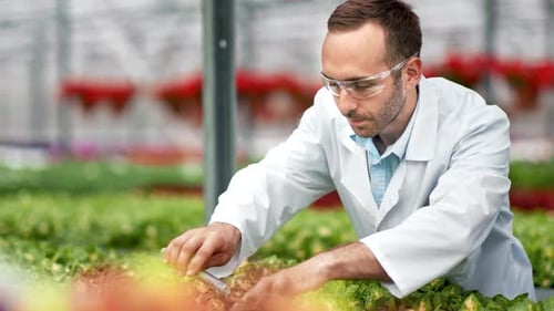 Scientist Examines Plants in Bright Greenhouse