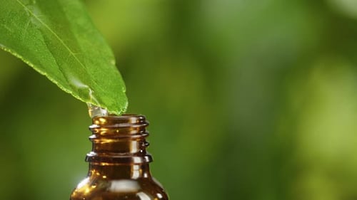 Juice Dripping From Leaf Into Bottle Closeup Plant Oil