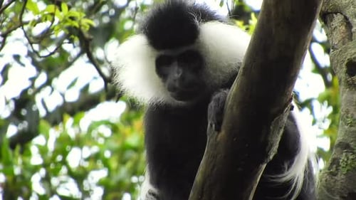 Black White Colobus and Colobi Monkeys at Natural Environment on Rainforest Trees in Africa