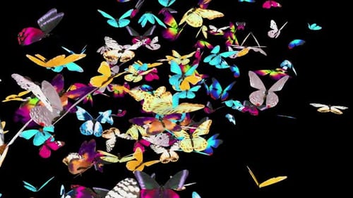 06 Schmetterling HD