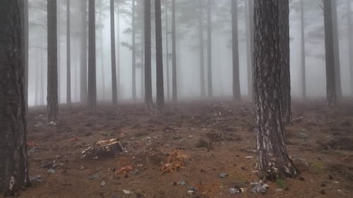 Misty Forest Mysterious Place areial view 4 K