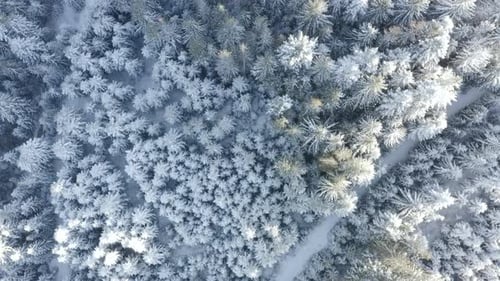 Aerial view of forest covered with Snow