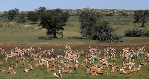 Springbok au Kalahari, faune en Afrique du Sud