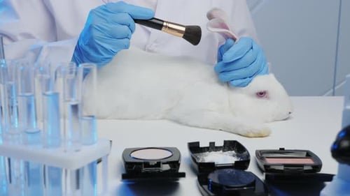Cosmetic Testing on Rabbit in Science Laboratory
