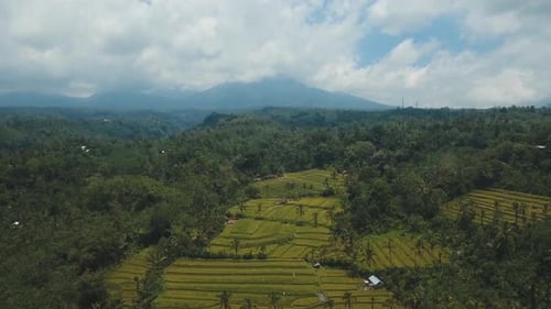 Terrasse: Reisfelder, Bali, Indonesien