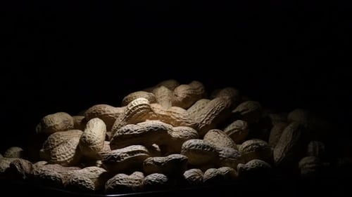 Peanuts Mountain Legume