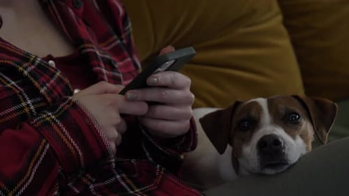 Woman Uses Phone with Dog on Lap Indoors