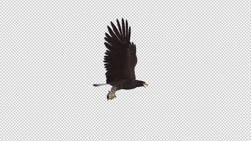 Eurasian White Tail Eagle With Fish - Flying Loop - Side View
