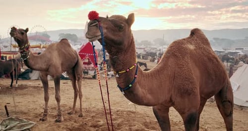 Des chameaux à la foire aux chameaux de Pushkar Mela dans un champ en attente de commerce au lever du soleil, Pushkar, Rajasthan