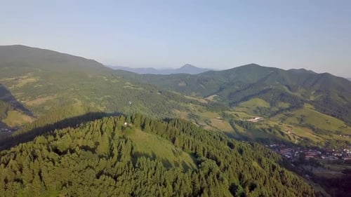 Fly Above Green Forest Trees in Sunny Summer Nature