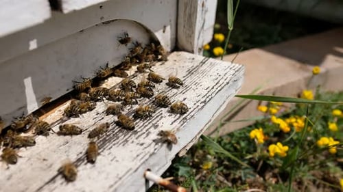 Bees