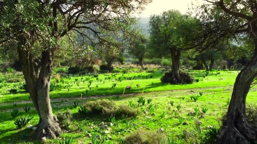 Bewegung durch den Wald mit einem großen Olivenbaum an der Vorderseite und grünem Gras in der Sommersaison