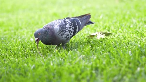 Slow motion: pigeon eating worm in park