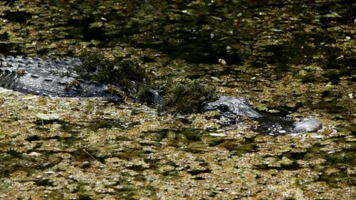 Alligator Lying Still in a Tropical Swamp