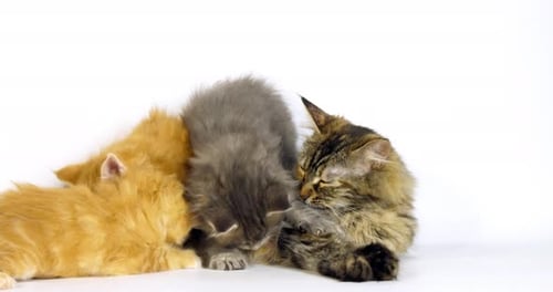 Brown Tortie Blotched Tabby, blue Blotched Tabby and Cream Blotched tabby Maine Coon, Suckling
