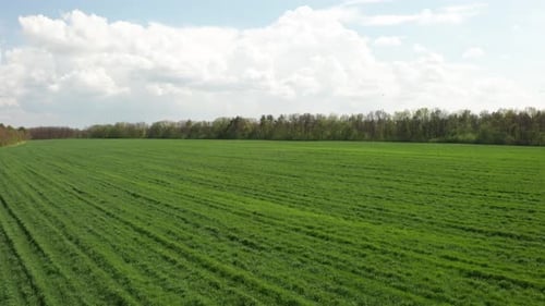 Grüne Sämlinge und Himmel