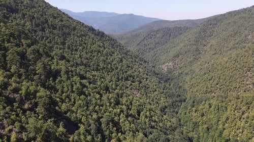 Environment Natural Green Forest