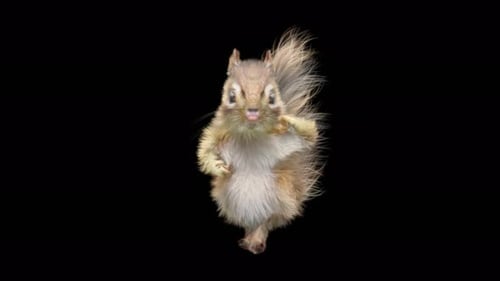 Chipmunk Tanzen 4K