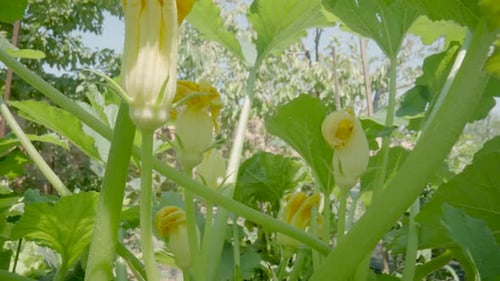 Bottom View of Flowering Zucchini Bush on Summer Sunny Day
